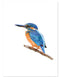 IJsvogel