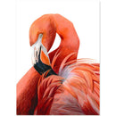 Flamingo - Catch Utrecht