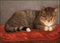 Liggende kat, Mosse, Animals in Art, Maria Wijk - Catch Utrecht