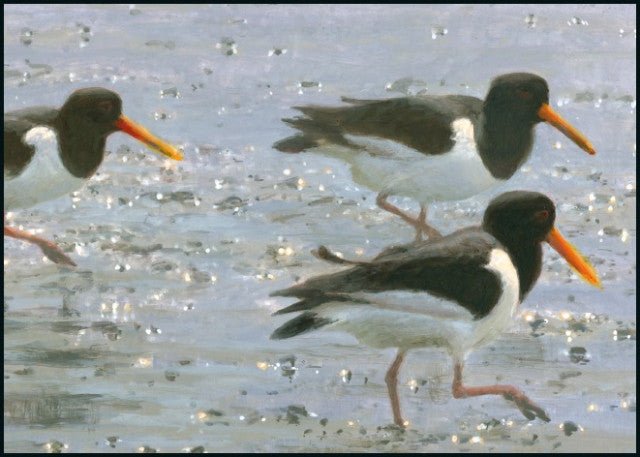 Scholeksters, Elwin van der Kolk, Vogelbescherming - Catch Utrecht