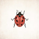 Lieveheersbeestje, wenskaart - Catch Utrecht